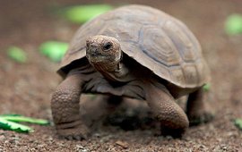 Galapagos high school trip